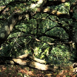 Tangled Jungle, photo by Ruth Livingstone.